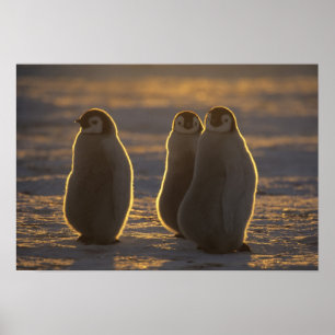 Emperor Penguins Poster
