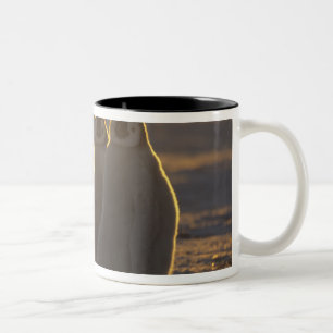 Emperor Penguins Two-Tone Coffee Mug