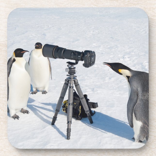 Emperor Penguins with Camera - beverage coaster (Front)