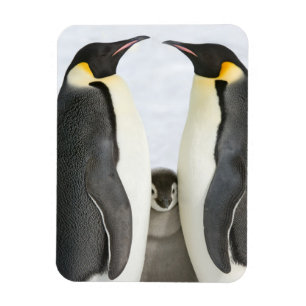 Emperor Penguins with Chick - magnet