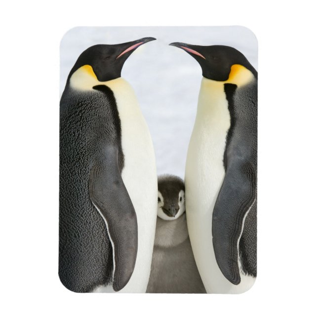 Emperor Penguins with Chick - magnet (Vertical)