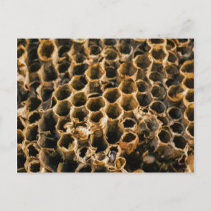 Empty Nest Postcard