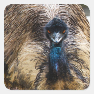 Emu Bird Animal Wildlife Nature Photography Square Sticker