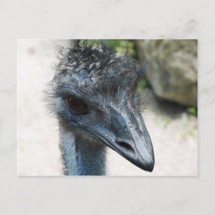 Emu Bird Lookin at you Postcard