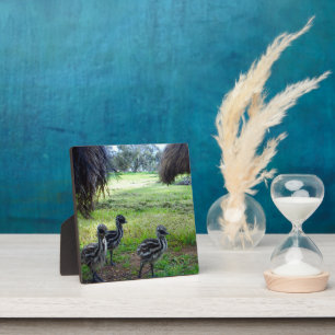Emu Chicks With Parents, Plaque