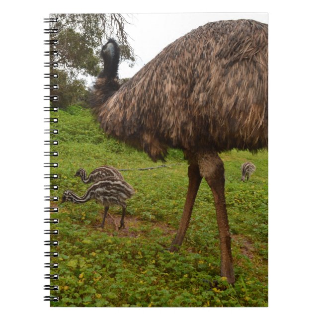 Emu Daddy With Chicks,  Notebook (Front)