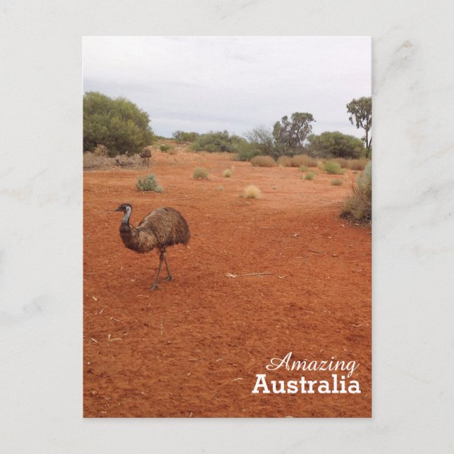 Emu in the Australian outback postcard (Front)