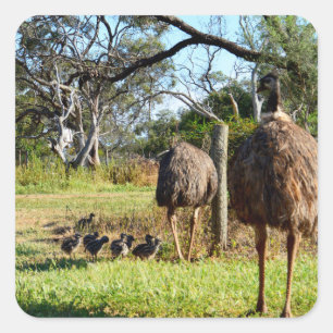 Emu Parents With Their Many Chicks, Square Sticker