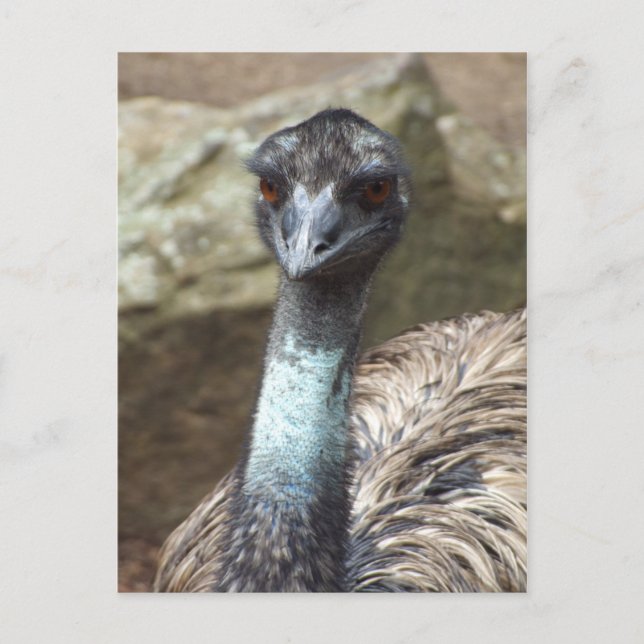 Emu Postcard (Front)