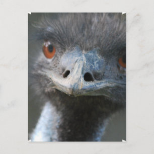 Emu Postcard