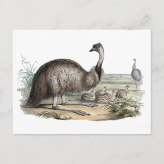 Emu Postcard