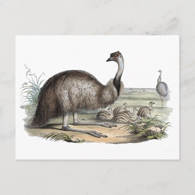 Emu Postcard (Front)