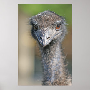 Emu Poster