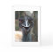 Emu saying HI! Open beak big brown eyes picture