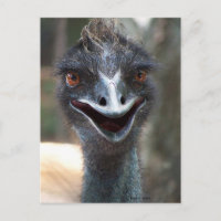 Emu saying HI! Open beak big brown eyes picture