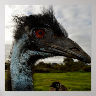 Emu Twinkle Eyes, Poster