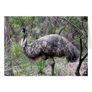 emu walk
