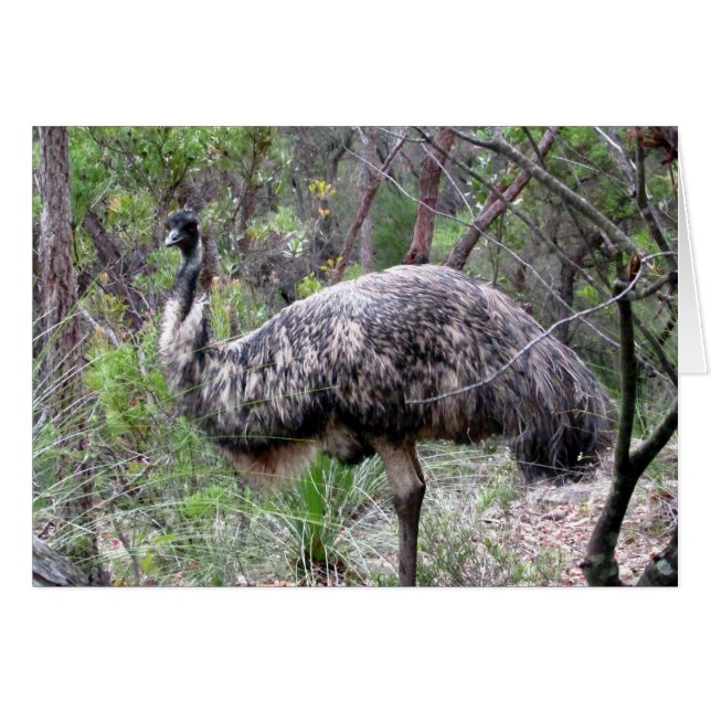 emu walk (Front Horizontal)