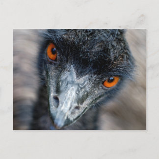 Emu watching postcard