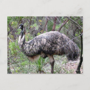 emu wild postcard