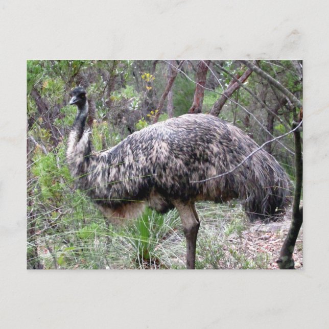 emu wild postcard (Front)