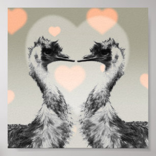 Emus in love poster