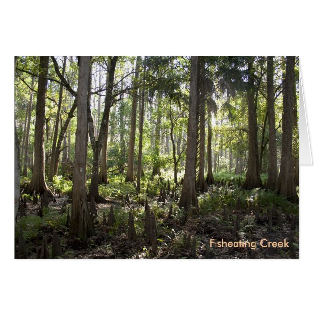 Enchanted Forest, Fisheating Creek (Front Horizontal)