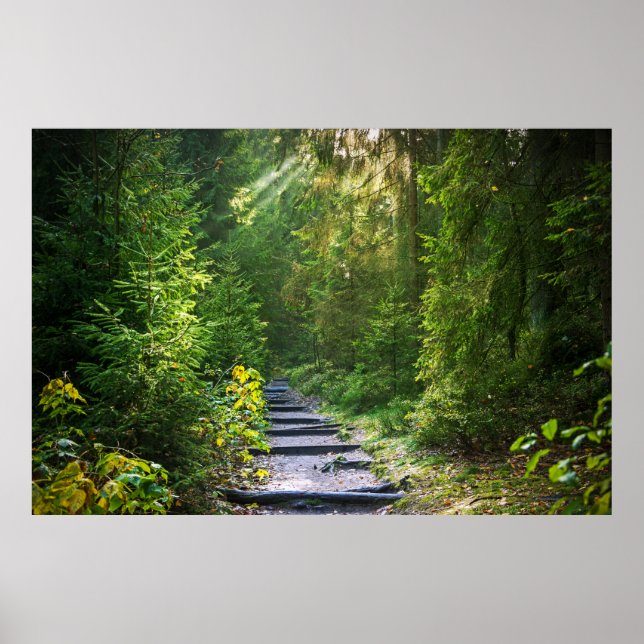 Enchanted Forest Path   Poster (Front)
