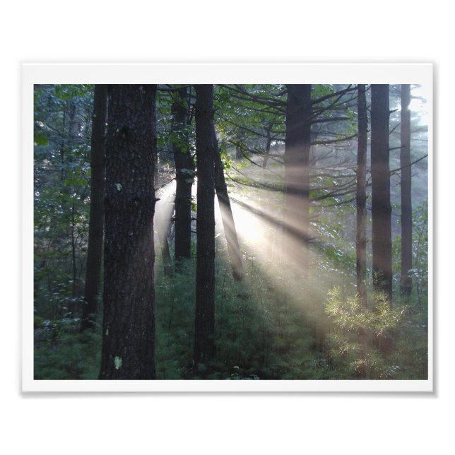 enchanted forest photo print (Front)