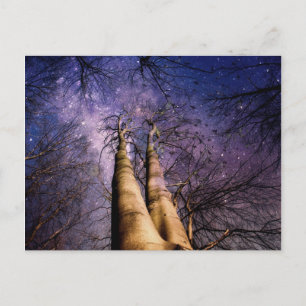 Enchanted Forest Postcard