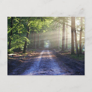 Enchanted Forest Road 2 Postcard