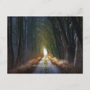 Enchanted Forest Road 3 Postcard