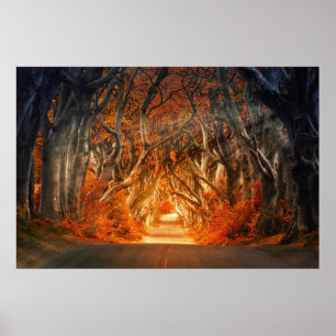 Enchanted Forest Road   Poster
