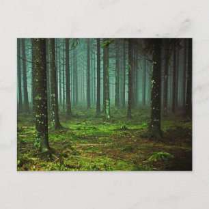 Enchanted Forest Woods 1 Postcard