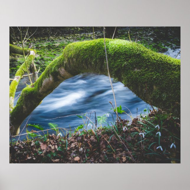 Enchanted magical forest poster (Front)