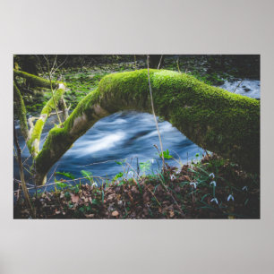 Enchanted magical forest poster