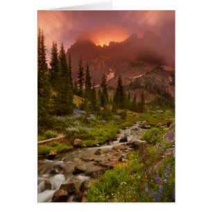 Enchanted Meadows