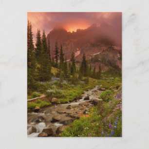 Enchanted Meadows Postcard