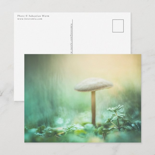 Enchanted Mushroom Nature Photo Postcard (Front/Back)