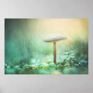 Enchanted Mushroom Nature Photo Poster