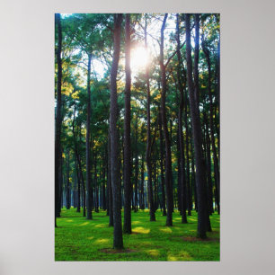 Enchanting Forest Poster