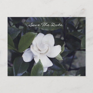 Enchanting Gardenia Save The Date Postcard