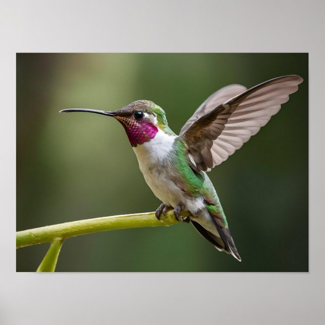 Enchanting Hummingbird Spirit Animal Poster (Front)