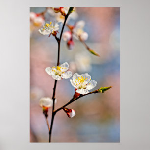 Enchanting Japanese Apricot Flowers Poster