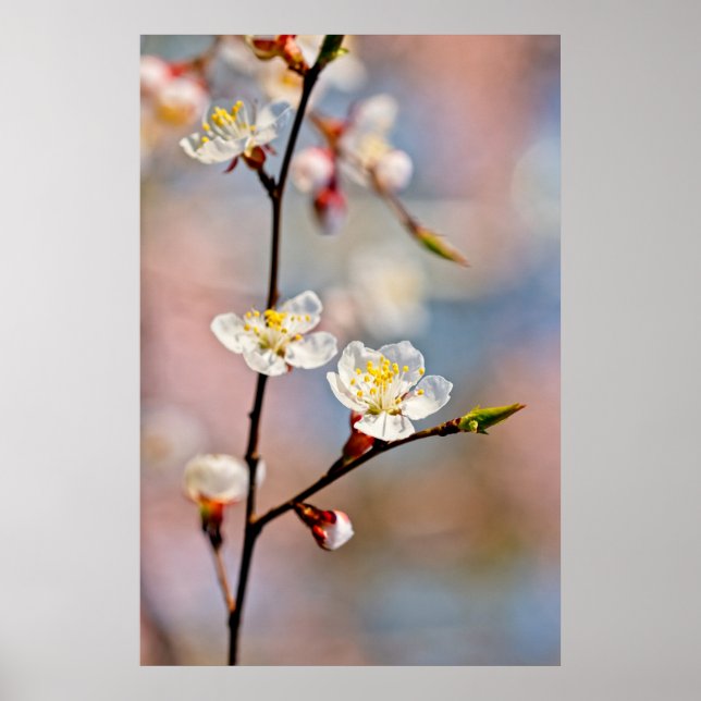 Enchanting Japanese Apricot Flowers Poster (Front)