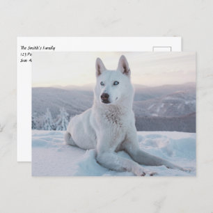 Enchanting White Husky Dog in the snow Postcard