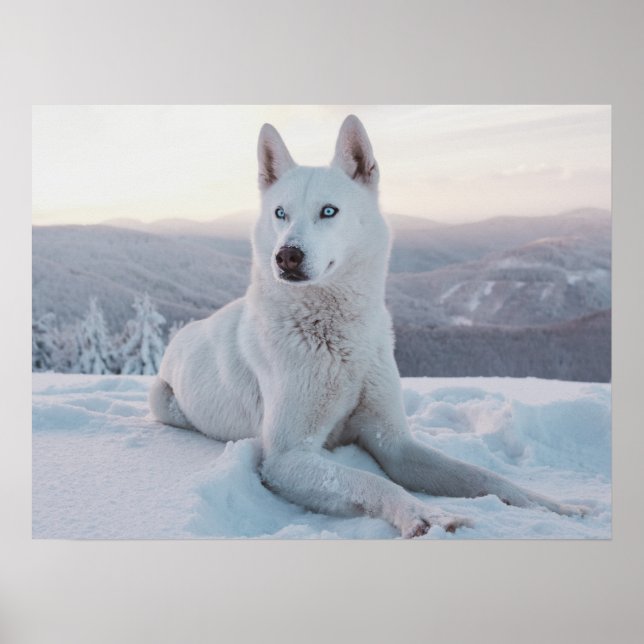 Enchanting White Husky Dog in the snow Poster (Front)