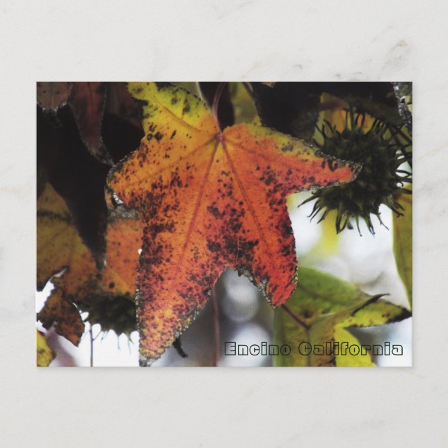 Encino California Postcard (Front)