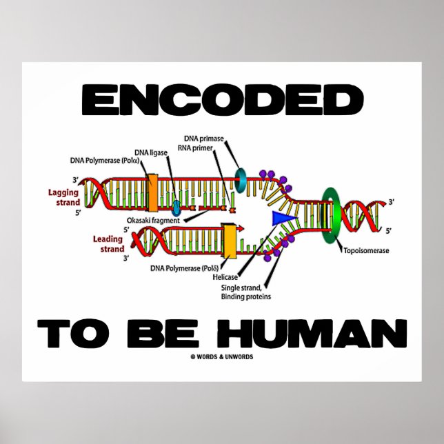 Encoded To Be Human (DNA Replication) Poster (Front)