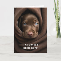 Encouragement/ Get Well Cute Chocolate Lab Dog